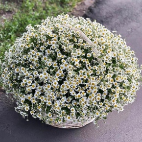 Композиция в корзине из 151 ромашки в Фрязино