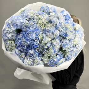 Букет из 23 синих гортензий в Фрязино