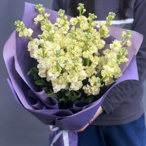 Букет из 15 лимонных маттиол в Фрязино