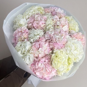 Букет из 17 нежных гортензий в Фрязино