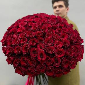 Букет из 101 красной Эквадорской розы Эксплорер (70 см) в Фрязино