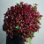 Монобукет из 75 кустовых роз Марун (70 см) в Фрязино