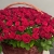 Композиция в корзине из 151 красной розы в Фрязино Композиция в корзине из 151 красной розы в Фрязино