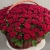 Композиция в корзине из 151 красной розы в Фрязино Композиция в корзине из 151 красной розы в Фрязино