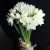 Букет из 25 нарциссов в Фрязино